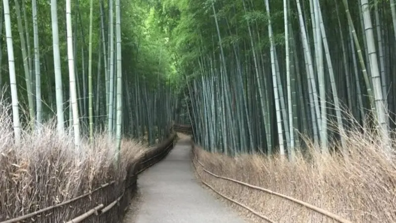 Arashiyama, A Serene Escape into Nature’s Embrace in Japan