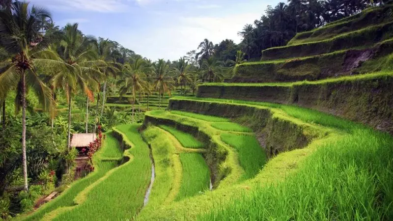 Tegalalang Terrace, Enjoying the Panorama of Green Rice Fields in Bali