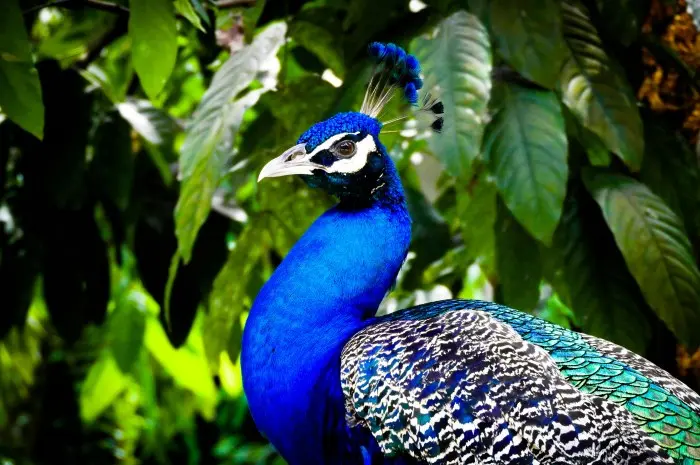 Bird Shows and Feeding Sessions