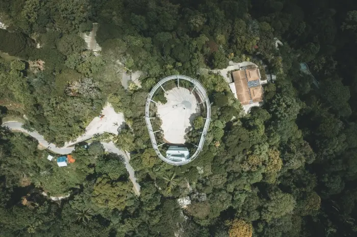 The Curtis Crest Tree Top Walk
