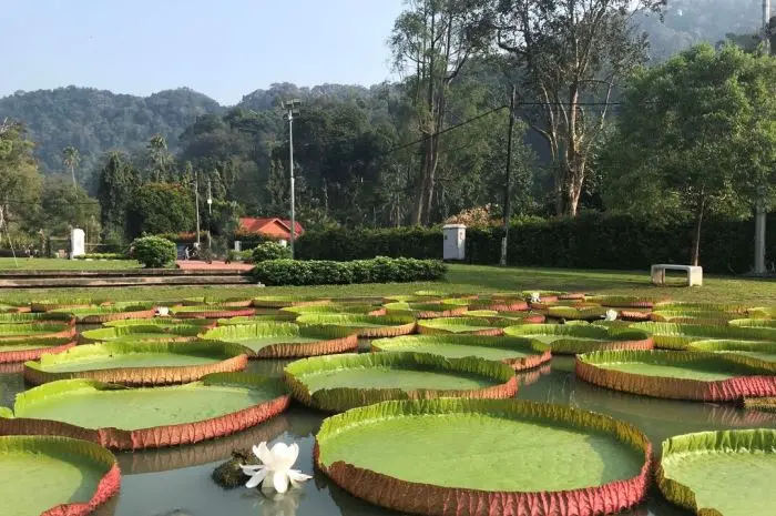 The Fern House Penang Botanic Gardens
